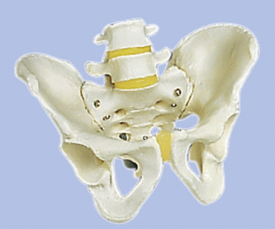 HUMAN MALE PELVIS